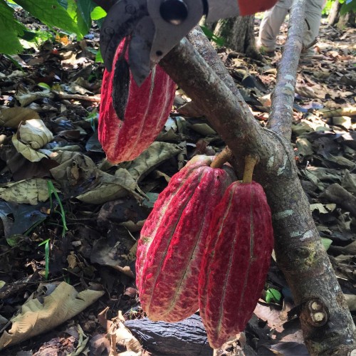 Giving the cacao trees a little "podcure"