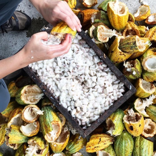 Harvesting cacao for a micro fermentation