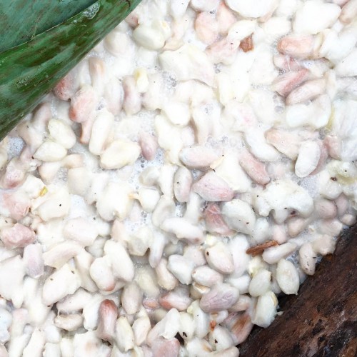 Cacao fermentation on day one in Hacienda Rio Dulce