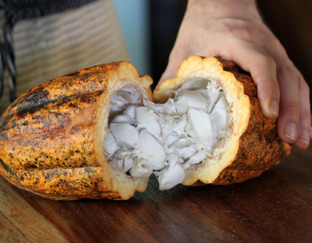 The inside of a cacao pod