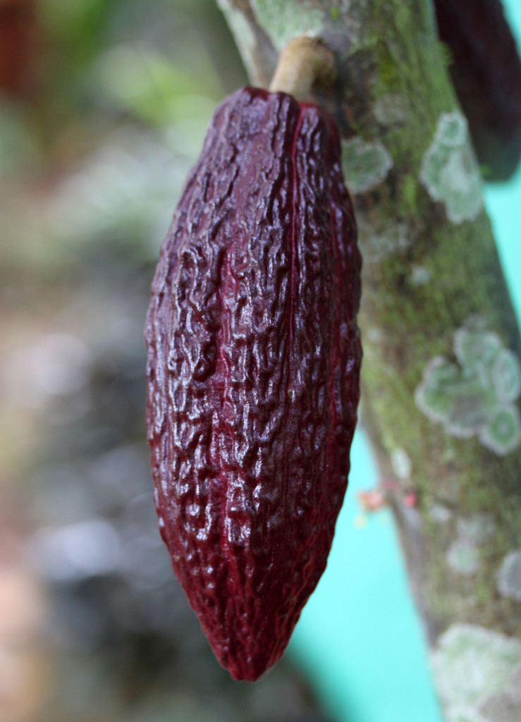 Stunning purple cacao pod