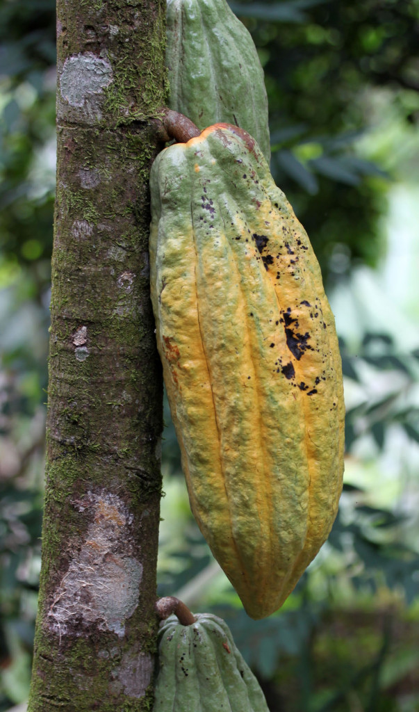 More beautiful colours on the cacao pods