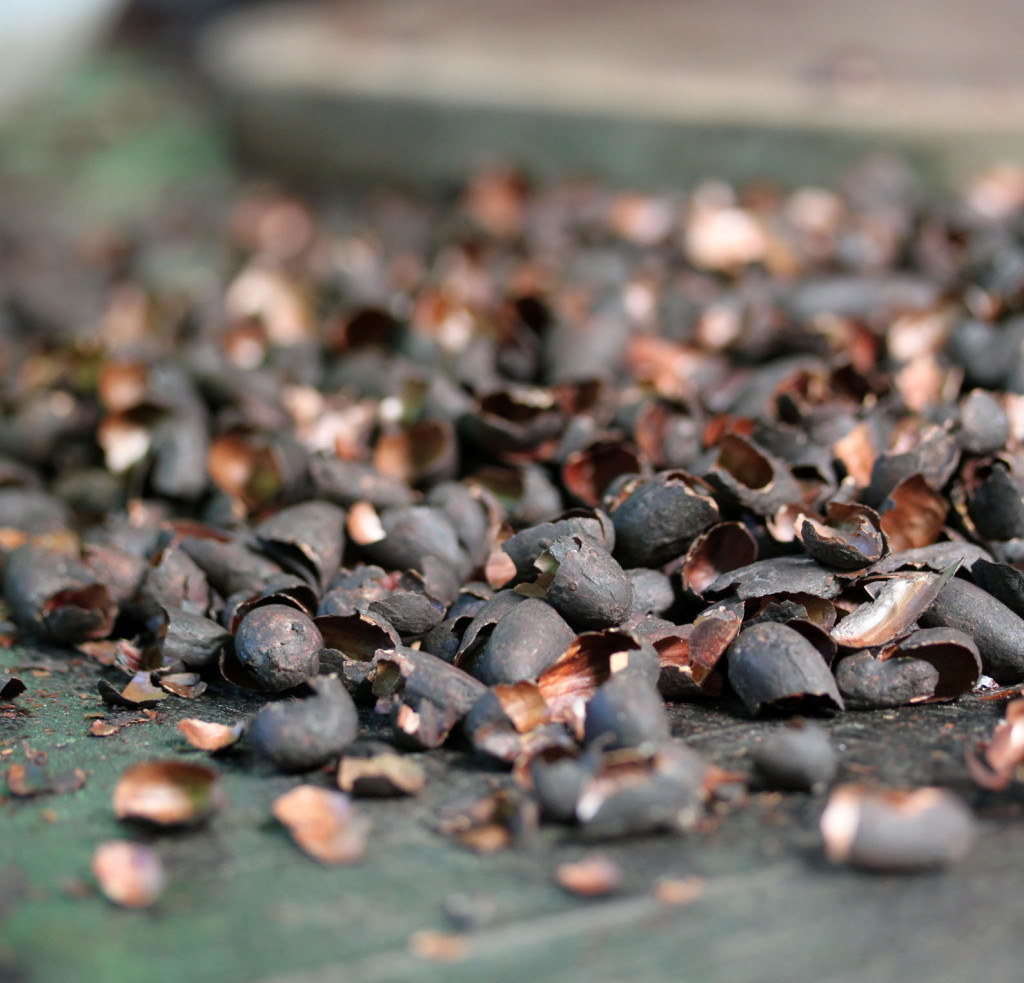 Cocoa bean shells