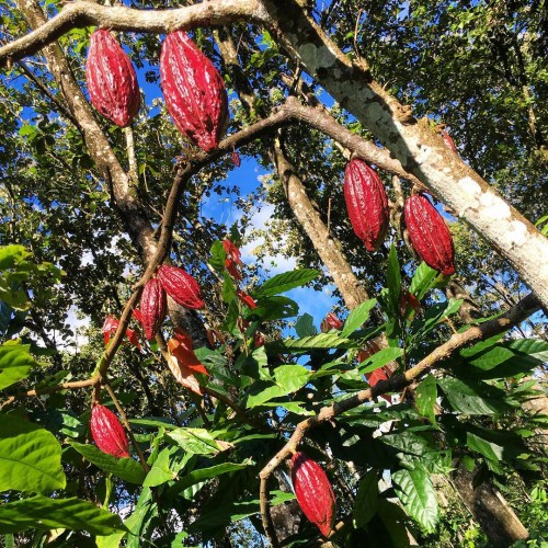 Sunbathing cacao at Hacienda Rio Dulce