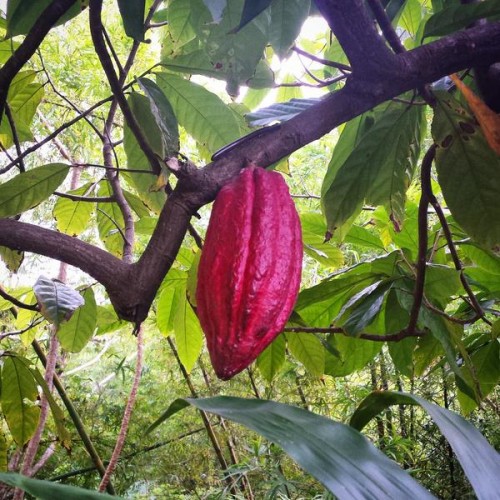 One of the many stunning pods on the Grenada Hash in the cocoa fields