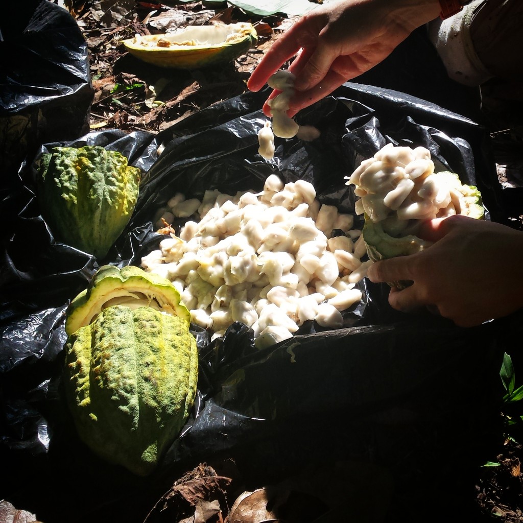 Harvesting cacao