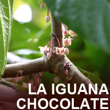La Iguana Chocolate