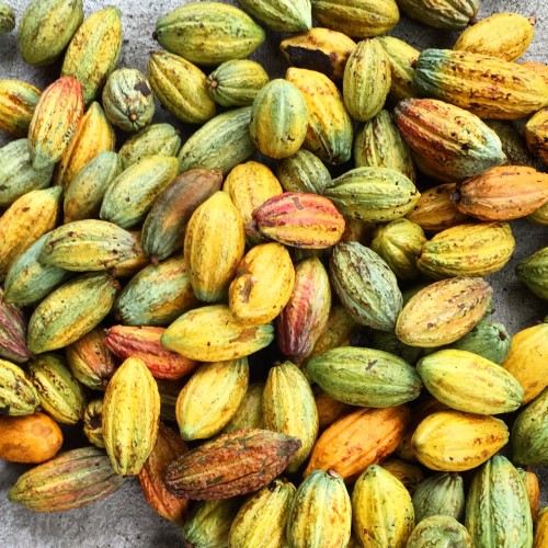 Cocoa pods ready for a micro fermentation