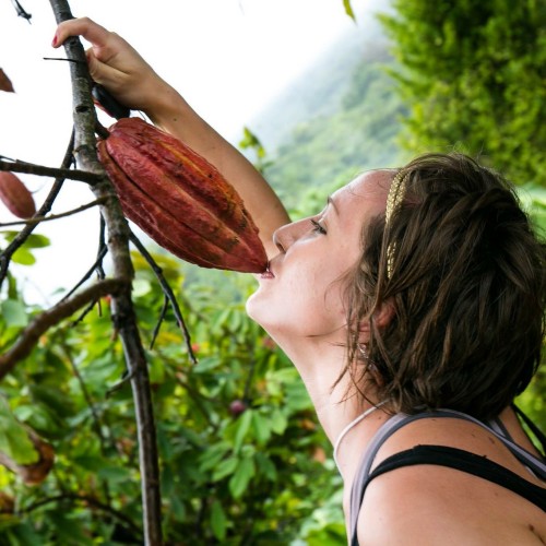 Kissing the cocoa on the Grenada Hash run