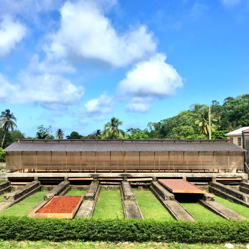 Cacao drying at Belmont Estate: freshly fermented cacao on the left and dried cacao on the right