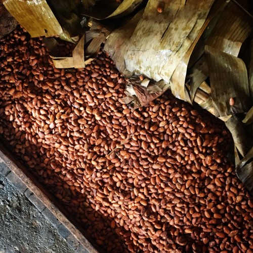 Fermented cacao ready for drying