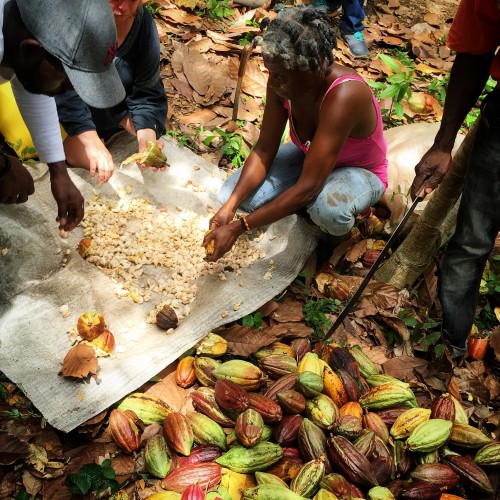Harvesting cacao with the farmers at Crayfish Bay